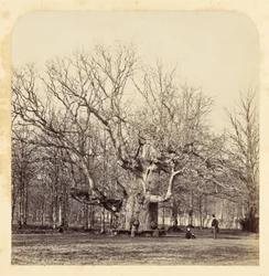 Alter Pollard-Eiche am Forest Gate